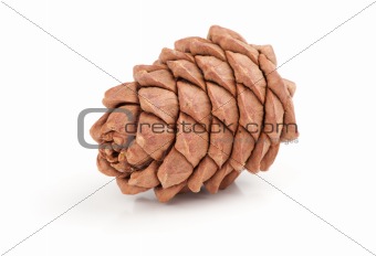 Great fir cone. Isolated on white background