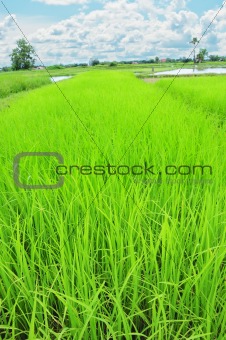 rice field and blue sky