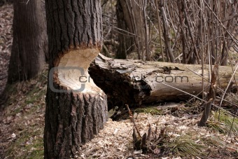 Beaver Damaged Tree
