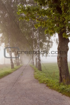 morning mist and road