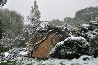 fallen tree in snow storm