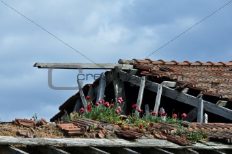 red flowers on roof of abandoned house