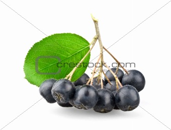 Black aronia with leaf