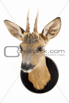 Young roe deer head
