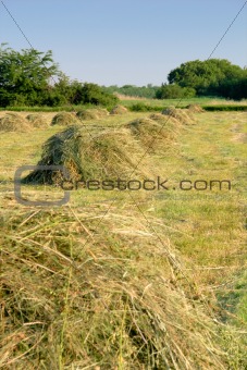 Agricultural landscape with sheafs of hay