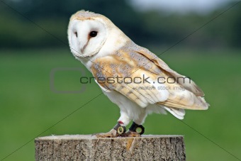 beautiful owl