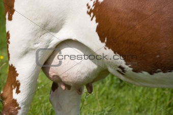Cow udder
