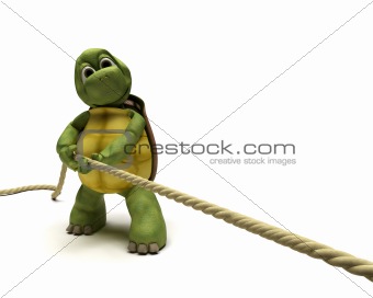 Tortoise pulling on a rope