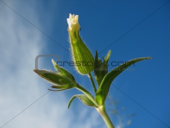 branch of a plant and white blossoming