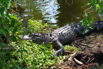 American Alligator (Alligator mississippiensis)