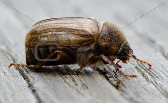 European june beetle
