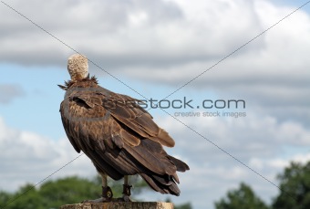 a vulture