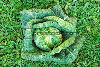 head of cabbage over grass