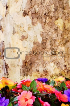 Bark of tree and flowers