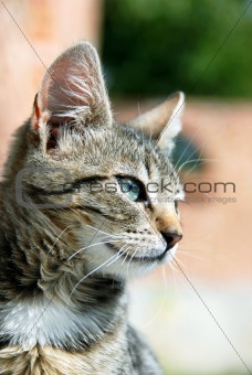 Young mixed-bread cat portrait