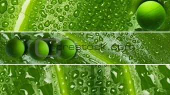 Waterdrops on leaf texture - banners