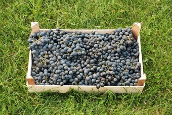 blue grapes over green grass