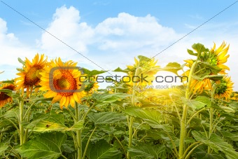 Field of colorful sunflowers and blue sky 