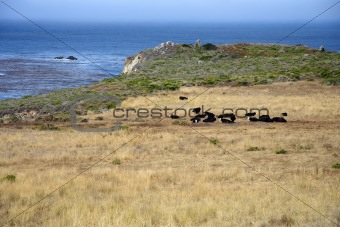 Big Sur Cattle