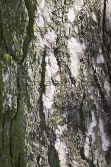 background pine bark