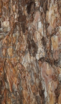 background spruce bark