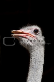 Isolated ostrich