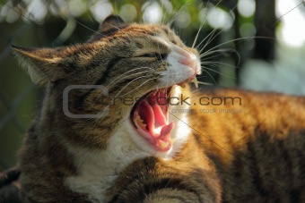 cat outside with wide open mouth