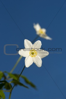 Windflower