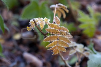 Frozen leaf of rowan tree