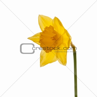 Yellow daffodil