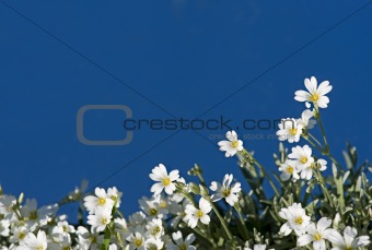 White flowers on blue sky