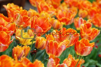 Orange tulips background