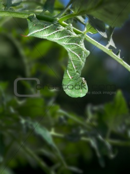 Tobacco Hornworm (Manduca Sexta) on a Tomato Plant