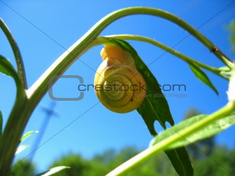 snail and plant
