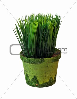 Grass pot