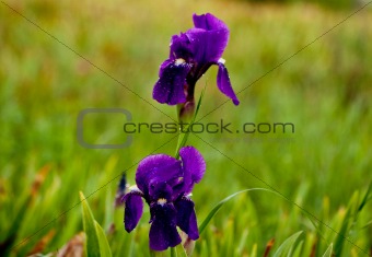 violet-flowered camp