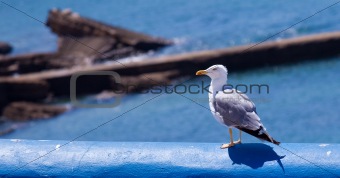 Seagull breathing