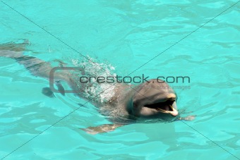 Happy dolphin swimming in blue water