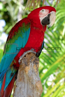 Parrot posing