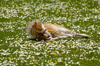 Horse foal is resting on flower field