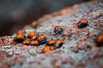 A Group of Ladybugs