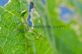 little mantis in green nature