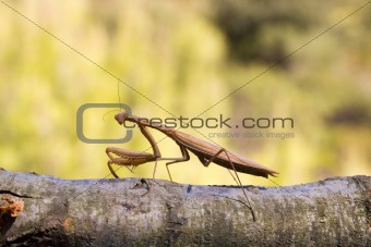 Brown mantis