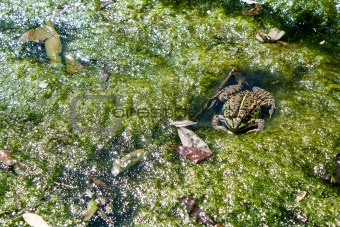 frog lies in a bog