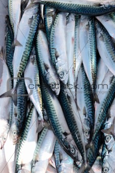 fisherman's catch of fresh mackerel