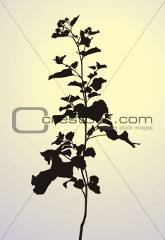 Plant-Arctium lappa