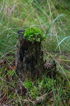 The stump, moss and strobiles in pine forest.