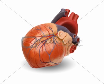 Human heart anatomy. Original hand painted illustration - keep path