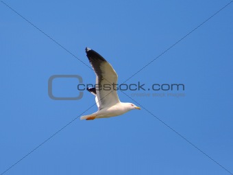 Photo of a flying seagull on a blue sky background