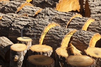 Abstract of Freshly Cut Pine Logs in the Afternoon Sunshine.